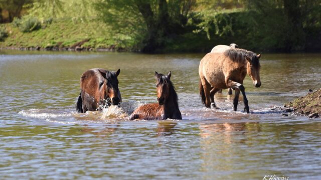 https://wildhorsesanctuary.org/wp-content/uploads/2021/05/3horses-scaled-640x360.jpg