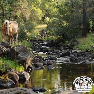 https://wildhorsesanctuary.org/wp-content/uploads/2024/09/2025-calendar-300x300.jpg