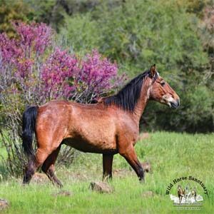 https://wildhorsesanctuary.org/wp-content/uploads/2025/09/2026calendar-300x300.jpg