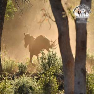 https://wildhorsesanctuary.org/wp-content/uploads/2026/09/2027calendar-300x300.jpg