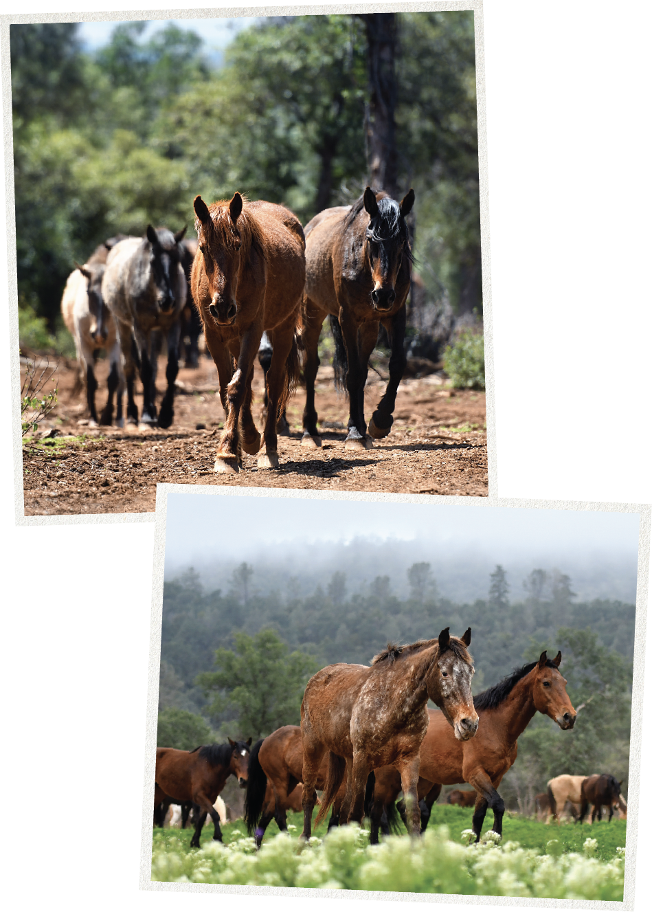 Wild horses at Wild Horse Sanctuary